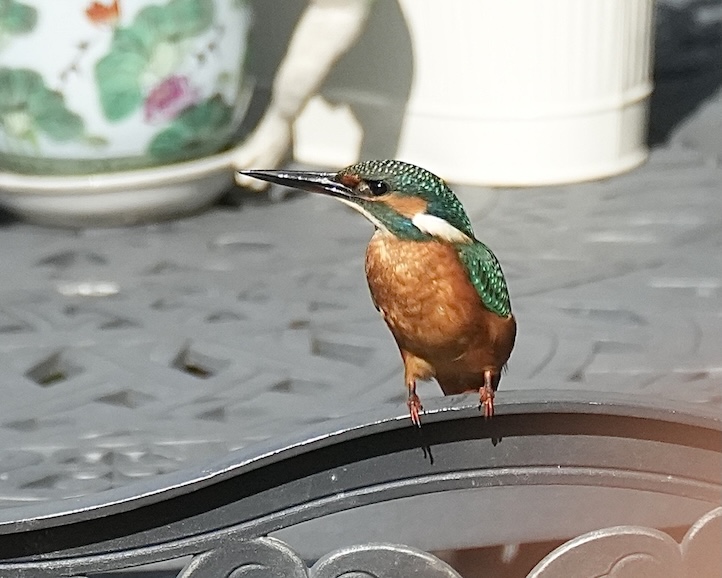 kingfisher